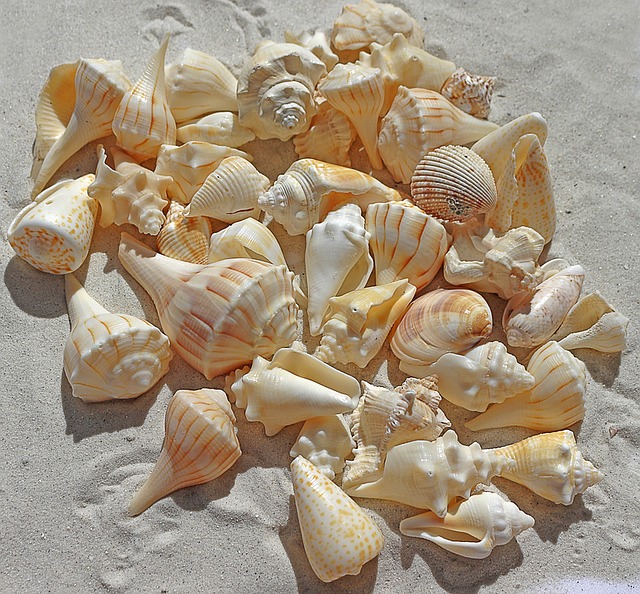 sea-shells-1235586_640